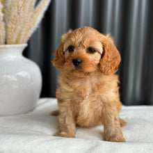 Load image into Gallery viewer, PENELOPE - Female Toy Cavoodle - Ready 2nd Sept