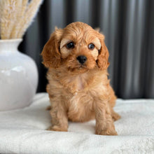 Load image into Gallery viewer, PENELOPE - Female Toy Cavoodle - Ready 2nd Sept