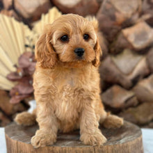 Load image into Gallery viewer, PENELOPE - Female Toy Cavoodle - Ready Now
