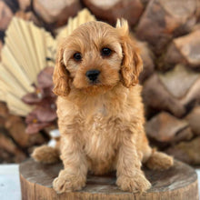 Load image into Gallery viewer, PENELOPE - Female Toy Cavoodle - Ready Now