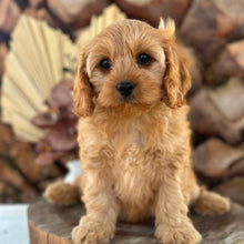 Load image into Gallery viewer, PENELOPE - Female Toy Cavoodle - Ready Now