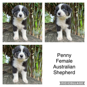.PENNY - Female Australian Shepherd - Ready Now