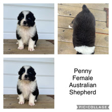 Load image into Gallery viewer, PENNY - Female Australian Shepherd - Ready Now 🥳 MANAGERS BIRTHDAY SPECIAL