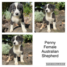 Load image into Gallery viewer, .PENNY - Female Australian Shepherd - Ready Now