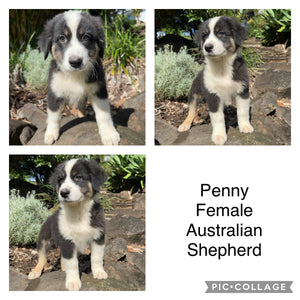 .PENNY - Female Australian Shepherd - Ready Now
