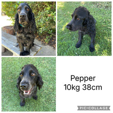Load image into Gallery viewer, PEBBLES - Female Mini Spoodle - Ready 5th June