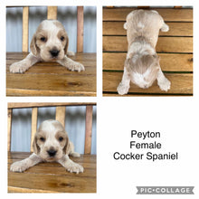 Load image into Gallery viewer, PAYTON - Female Cocker Spaniel - Ready 4th Feb