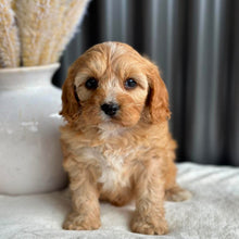 Load image into Gallery viewer, PHEOBE  Female Toy Cavoodle - Ready 2nd Sept