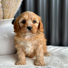 Load image into Gallery viewer, PHEOBE  Female Toy Cavoodle - Ready 2nd Sept