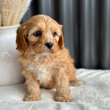 Load image into Gallery viewer, PHEOBE  Female Toy Cavoodle - Ready 2nd Sept