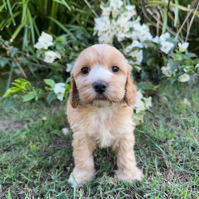 PHOENIX - Male Mini Spoodle - Ready 8th May