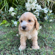 Load image into Gallery viewer, PHOENIX - Male Mini Spoodle - Ready 8th May