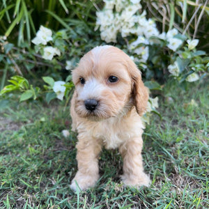 PHOENIX - Male Mini Spoodle - Ready 8th May