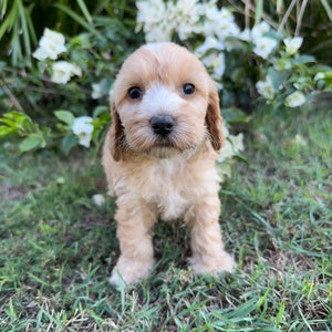 PHOENIX - Male Mini Spoodle - Ready 8th May