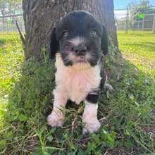 Load image into Gallery viewer, PHILBERT - Male Mini Spoodle - Ready 10th May