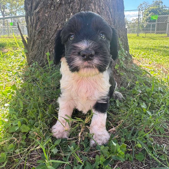 PHILBERT - Male Mini Spoodle - Ready 10th May