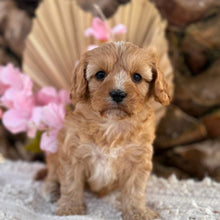 Load image into Gallery viewer, PHEOBE  Female Toy Cavoodle - Ready 2nd September