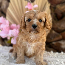 Load image into Gallery viewer, PHEOBE  Female Toy Cavoodle - Ready 2nd September