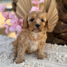 Load image into Gallery viewer, PHEOBE  Female Toy Cavoodle - Ready 2nd September