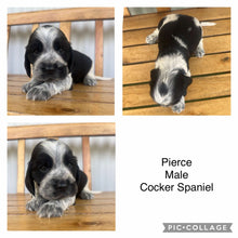 Load image into Gallery viewer, PIERCE - Male Cocker Spaniel - Ready 4th Feb