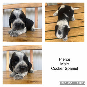 PIERCE - Male Cocker Spaniel - Ready 4th Feb