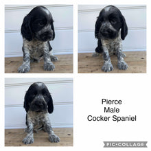 Load image into Gallery viewer, PIERCE - Male Cocker Spaniel - Ready 4th Feb