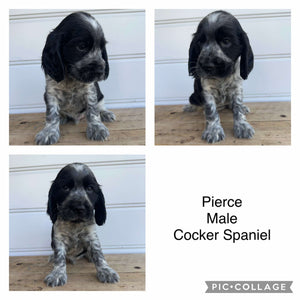 PIERCE - Male Cocker Spaniel - Ready 4th Feb