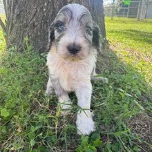 Load image into Gallery viewer, PIERCE - Male Mini Spoodle - Ready 10th May