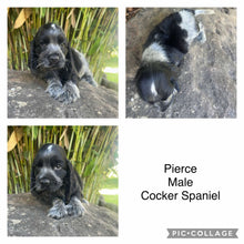 Load image into Gallery viewer, PIERCE - Male Cocker Spaniel - Ready 4th Feb