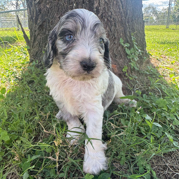 PIERCE - Male Mini Spoodle - Ready 10th May