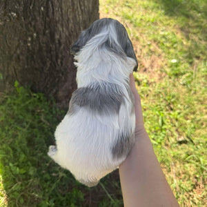 PIERCE - Male Mini Spoodle - Ready 10th May