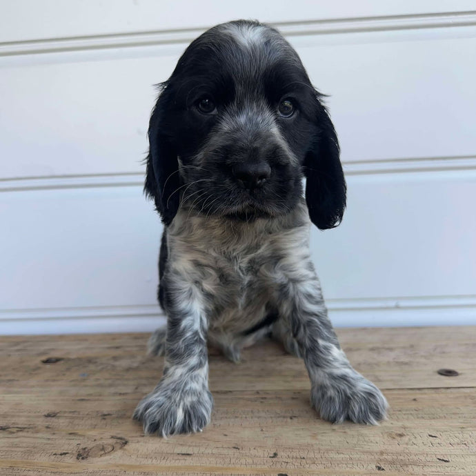 PIERCE - Male Cocker Spaniel - Ready 4th Feb