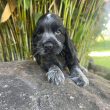 Load image into Gallery viewer, PIERCE - Male Cocker Spaniel - Ready 4th Feb