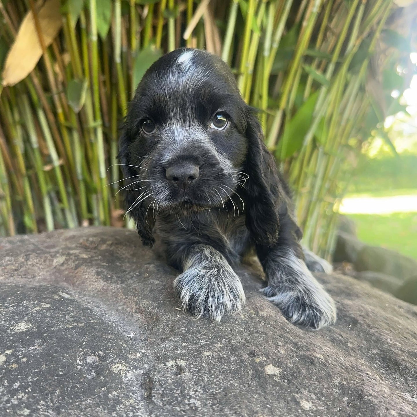 PIERCE - Male Cocker Spaniel - Ready 4th Feb