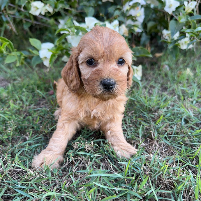 PIPPY - Female Mini Spoodle - Ready 8th May