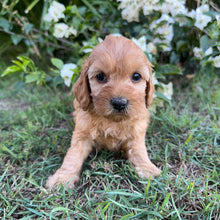Load image into Gallery viewer, PIPPY - Female Mini Spoodle - Ready 8th May