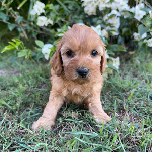 PIPPY - Female Mini Spoodle - Ready 8th May