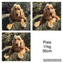 Load image into Gallery viewer, PORTER - Male Mini Spoodle - Ready 8th May