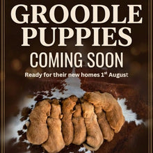 Load image into Gallery viewer, 💫 MINI GROODLE LITTER -  COMING SOON 💫