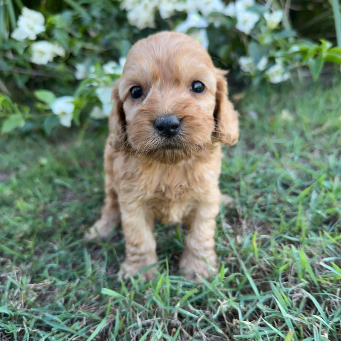 PLUTO - Male Mini Spoodle - Ready 8th May