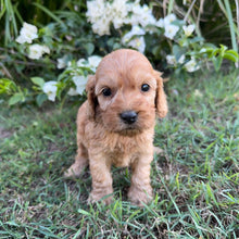 Load image into Gallery viewer, PLUTO - Male Mini Spoodle - Ready 8th May