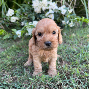 PLUTO - Male Mini Spoodle - Ready 8th May