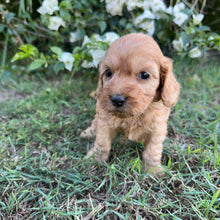 Load image into Gallery viewer, PLUTO - Male Mini Spoodle - Ready 8th May
