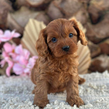 Load image into Gallery viewer, POE - Male Toy Cavoodle - Ready 2nd September