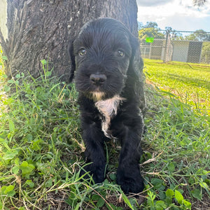 POE - Male Mini Spoodle - Ready 10th May