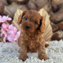 Load image into Gallery viewer, POE - Male Toy Cavoodle - Ready 2nd September