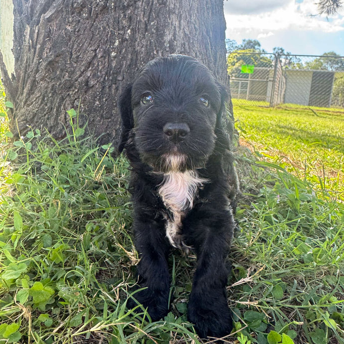 POE - Male Mini Spoodle - Ready 10th May