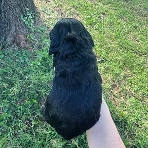 POE - Male Mini Spoodle - Ready 10th May