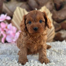Load image into Gallery viewer, POE - Male Toy Cavoodle - Ready 2nd September