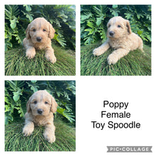 Load image into Gallery viewer, POPPY - Female Toy Spoodle - Ready 4th May